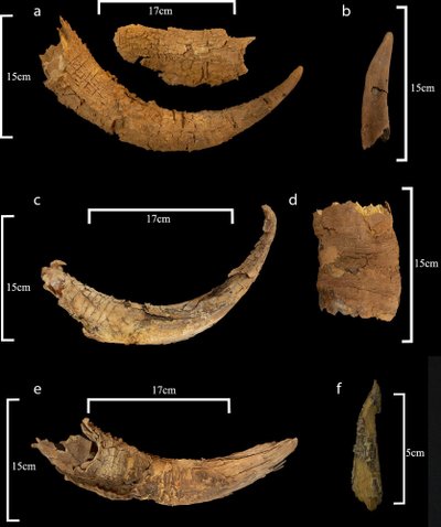 Per archeologinius kasinėjimus ritualinės paskirties istorinio paminklo vietoje Saudo Arabijoje aptikta žmogaus ir gyvūnų palaikų. Kennedy et al. nuotr.