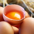 Ne kartą išbandyta: trys metodai kiaušinio šviežumui patikrinti
