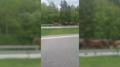 Šokas vairuotojams: į autostradą išbėgo kone visas žirgynas