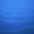 Mokslininkai neteko amo: kas per stebuklas yra šis ilgas dalykas, plaukiojantis vandenyne?