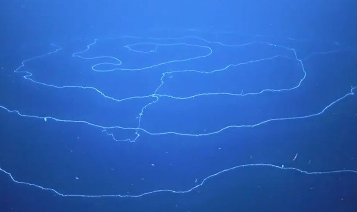 Kas per stebuklas yra šis ilgas dalykas, plaukiojantis vandenyne?