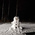 Į Lietuvą užsuko žiema: sniegas pasirodė tik trumpam