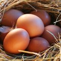 JAV audito metu lietuviškų kiaušinių gaminiai sulaukė palankaus vertinimo