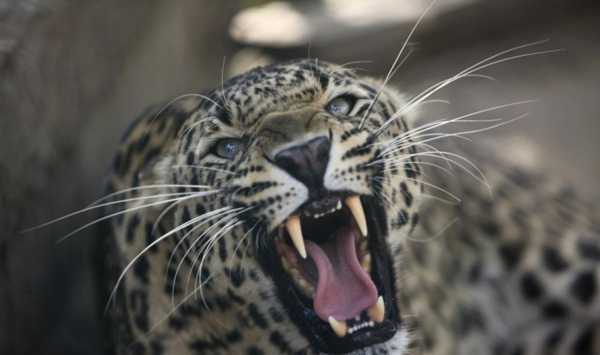 Leopardas Indijos laukinės gamtos rezervate  (asociatyvi nuotr.)