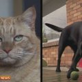 Naujosios Zelandijos veterinarai apsinuodijusiam katinui perpylė šuns kraują