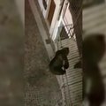 Italijoje į daugiabučio balkoną bandė įsiropšti lokys
