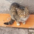 Liūdna katinėlio istorija: prašoma parama gydymui