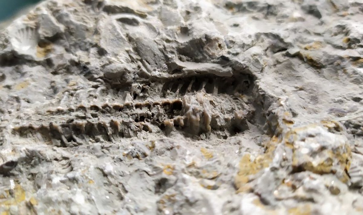 Pajūryje rasta fosilija