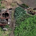 Aplink Kyjivo srityje sunaikintą tanką suvešėjo daržas