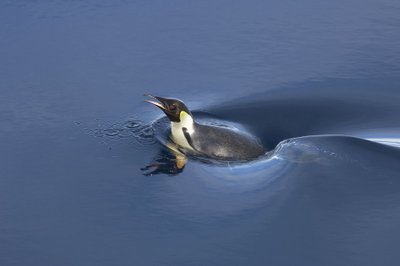 Palydovinės nuotraukos atskleidė imperatoriškųjų pingvinų kolonijų vietas. P. Fretwell/R.Burt/P.Bucktrout/BAS/ESA nuotr.