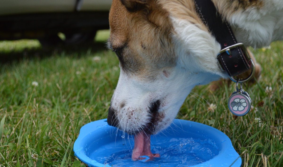Šuo laka vandenį