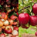 Lietuviškų obuolių augintojai paneigė įsisenėjusius mitus: apie šį vaisių nebespręskite pagal jo spalvą