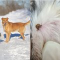 Šalta žiema erkių neišgąsdino: radinys augintinio ausyje nustebino net patyrusius veterinarus