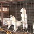 Amerikiečiai gelbsti mėsai Pietų Korėjos fermose auginamus šunis