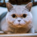 Kačių veisėja: britų trumpaplaukės katės – arba tobulai geros, arba tobulai blogos