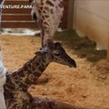 Muzikinis sveikinimas žirafai April ir jos mažyliui: „Pagaliau laukimas baigėsi“