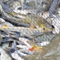 Žuvininkystės įmonės kritikuoja siūlymą uždrausti verslinę žvejybą Kuršių mariose: neatsižvelgiama į mokslininkų argumentus
