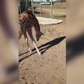 Žirafiukės žaidimo draugu tapo jos pačios šešėlis