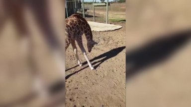Žirafiukės žaidimo draugu tapo jos pačios šešėlis