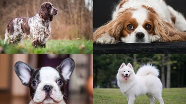 Testas: ar gerai pažįstate šunų veisles?