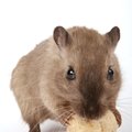 Tyrimas: plastikas verčia pelių patinėlius elgtis kaip jų patelės