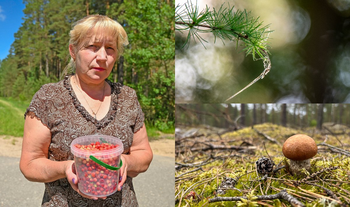 Dzūkė Janina jau žino, kokie orai bus šią vasarą ir kada geriausia ...