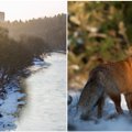 Vilniaus centre – tikra gamtos oazė: kokių gyvūnų čia galima pamatyti
