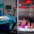 Neseniai duris atvėrusiame gyvūnų intensyviosios terapijos ir slaugos centre – narkotikais apsinuodiję šunys