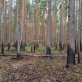 Gamtai neabejinga garsi laidų vedėja Gabrielė Martirosian kviečia į kovą su miškų teršėjais ir šiukšlėmis miškuose