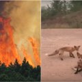 Tragiški vaizdai iš neužgesinamo gaisro Sibire: tūkstančiai laukinių gyvūnų pasmerkti