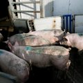 Dėl afrikinio kiaulių maro Lenkija prevenciškai išskers apie 181 tūkst. kiaulių