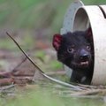 Australijoje laisvėje gimė septyni Tasmanijos velniai