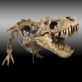 Ar dinozaurai galėjo išlikti ir po asteroido smūgio?