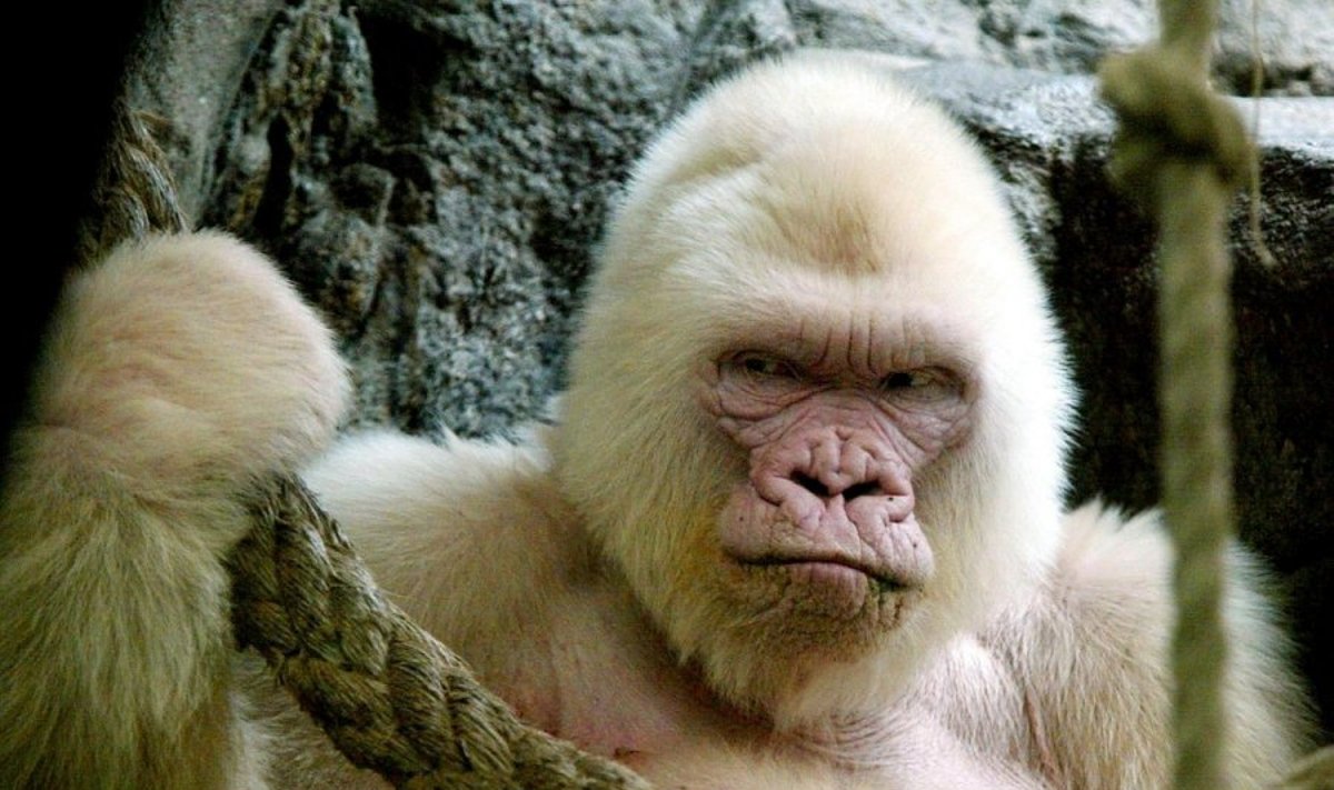 Snaigė buvo vienintelė pasaulyje žinoma gorila albinosė