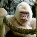 Įminta vienintelės pasaulio gorilos albinosės paslaptis