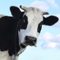 Gelbės Lietuvos karves, kiaules ir vištas: jos irgi turi asmenybes
