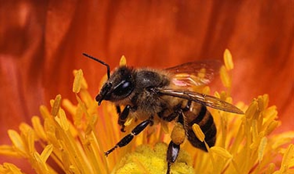 Bitė, bitės, medus, žiedadulkės