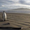 Į Antarktidą grįžtantį paklydusį pingviną galima stebėti internetu