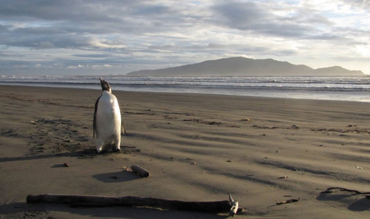 Naujojoje Zelandijoje jaunas pingvinas pasirodė birželį.