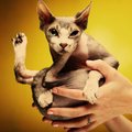 Naminių gyvūnų istorijos. Katę sfinksą kaunietė palaikė mistiniu gyvūnu čiupakabra