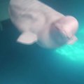 Baltieji delfinai ruošiasi naujam gyvenimui didžiausiame pasaulyje atvirame draustinyje