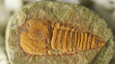 Netikėtas atradimas: Maroke aptiktos fosilijos galiausiai paaiškino vorų ir skorpionų kilmę