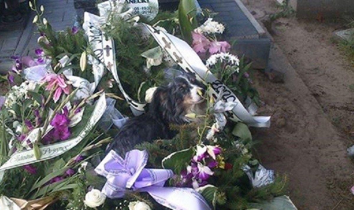 Šuo, kuris buvo rastas ant kapo Gdansko kapinėse (organizacijos OTOZ Animals nuotr.)