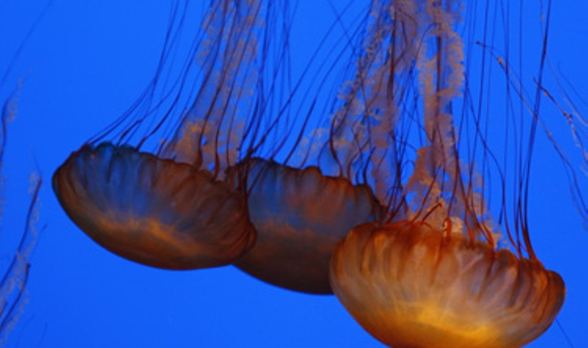 Kalifornijos (JAV) valstijos Monterėjaus miesto akvariume lankytojas fotografuoja jūrines geliančiąsias medūzas.