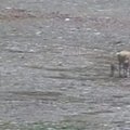 Nufilmuota, kaip Tibeto antilopė atsiveda jauniklių