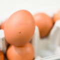 Anglijoje – panika dėl pesticidais užkrėstų kiaušinių