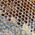 Į Japoniją pradedamas vežti lietuviškas medus – kiek jis ten kainuoja