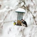 Kodėl paukščių lesinimas žiemą nėra neįpareigojanti pramoga ir ką būtina apie tai žinoti: svarbiausios taisyklės, kurių siūlo laikytis ornitologas