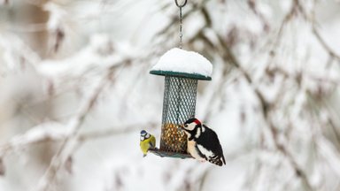 Kodėl paukščių lesinimas žiemą nėra neįpareigojanti pramoga ir ką būtina apie tai žinoti: svarbiausios taisyklės, kurių siūlo laikytis ornitologas