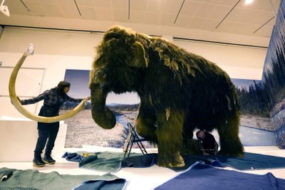 Dramblių ir mamutų modeliai eksponuojami Niujorke.